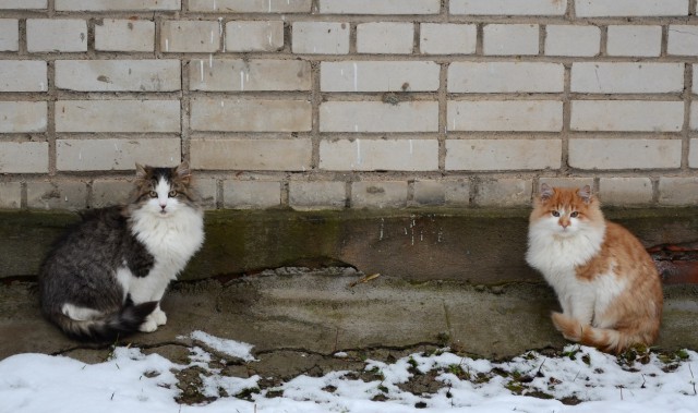 DSC_1383кр-р.jpg