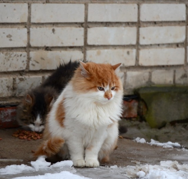 DSC_1384кр-р.jpg