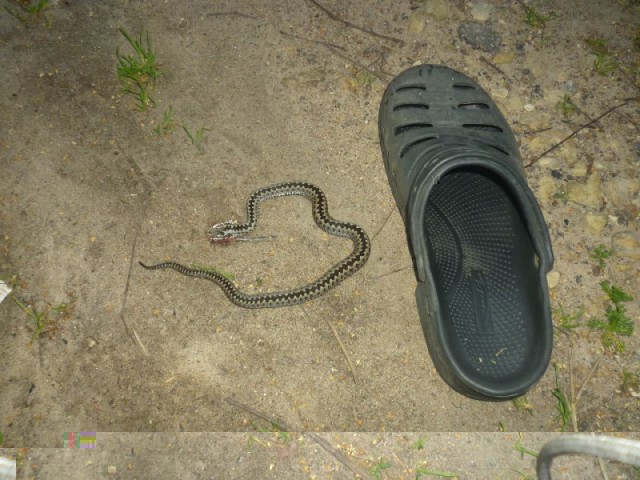 snake.jpg