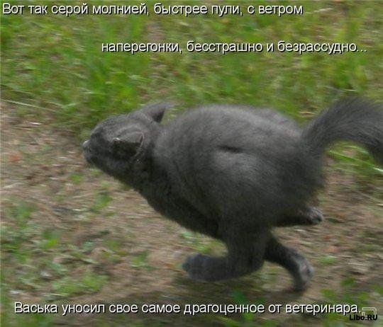 1255672498_1255610057-fotoprikoly-s-zhivotnymi-47.jpg