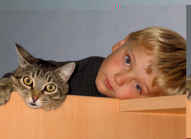 cats.jpg