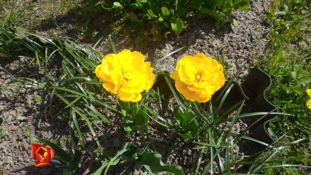 P_20160514_105356.jpg