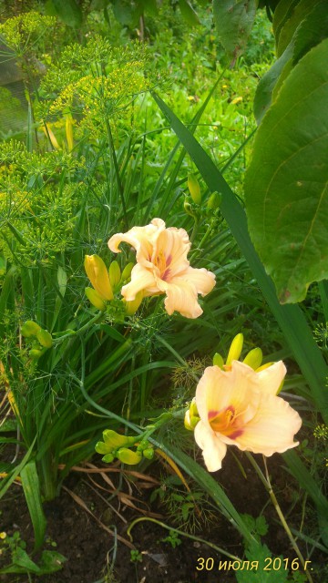 P_20160730_100517_1_p.jpg