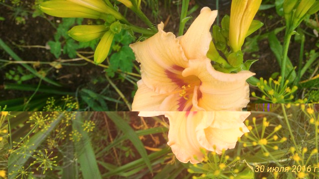 P_20160730_100542_1_p.jpg