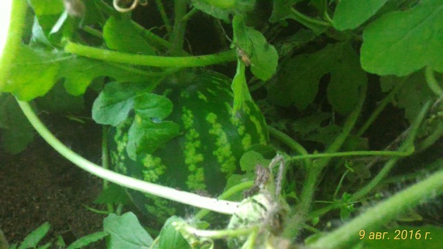 P_20160809_193752_1_p.jpg