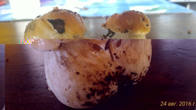 P_20160824_122740_p.jpg