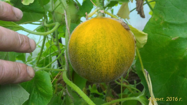 P_20160904_133252_1_p.jpg