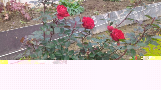 P_20161016_145320_1_p.jpg