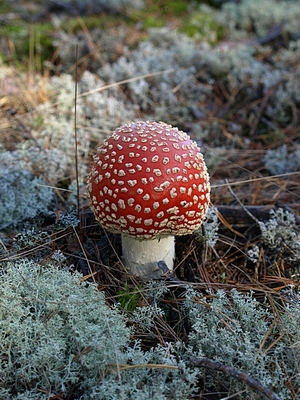 VF257883 мм.jpg