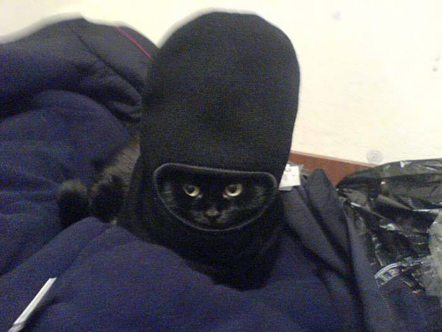 кот.jpg