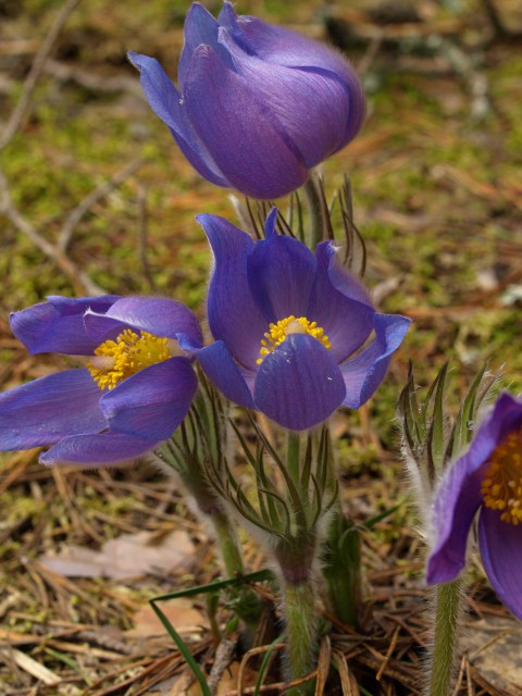 VF080047м.jpg