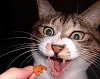 Аватара пользователя
