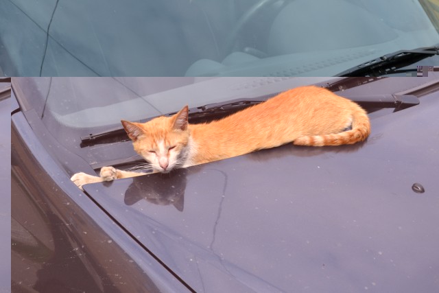 DSC_0131.JPG
