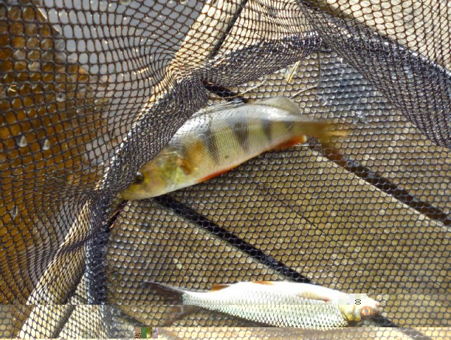 fishing3.jpg