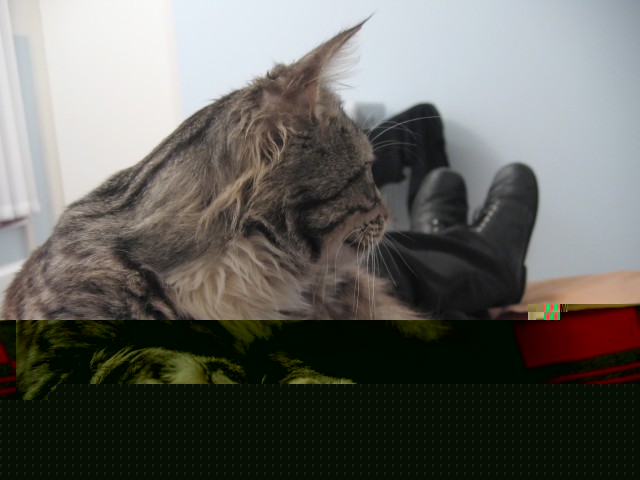 кот 6.jpg