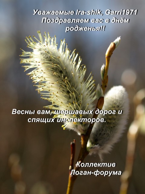 верба п.jpg