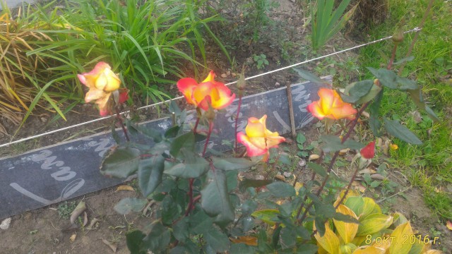 P_20161008_104821_1_p.jpg