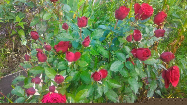 P_20170814_124200_p.jpg